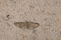 Eupithecia semigraphata