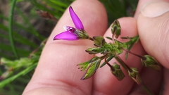 Polygala recognita