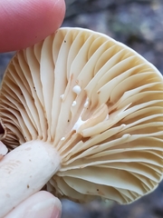 Lactarius subplinthogalus