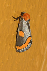 Chrysoecia morga