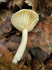 Lactarius subplinthogalus