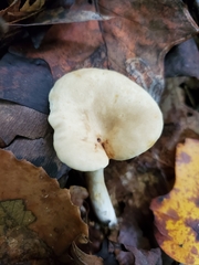 Lactarius subplinthogalus