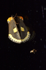 Chrysoecia morga