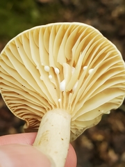 Lactarius subplinthogalus