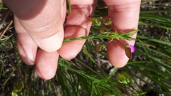 Polygala recognita