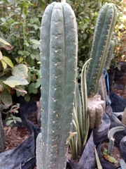 Cactoideae