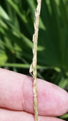 Elionurus tripsacoides