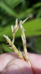 Elionurus tripsacoides