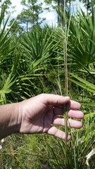 Elionurus tripsacoides