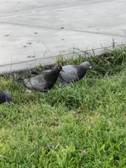 Columba livia