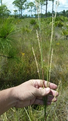 Elionurus tripsacoides