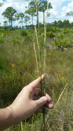 Image of Elionurus tripsacoides by (c) Jay Horn, some rights reserved (CC BY)