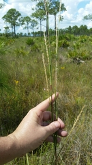 Elionurus tripsacoides