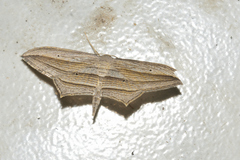 Arcobara multilineata