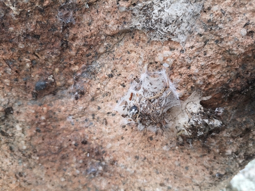 Five-spotted star-web spider, Santandreu de la Castanya, 08559 Brull, Barcelona, Spagna, photo 9 of 10