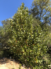 Umbellularia californica