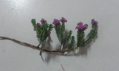 Thryptomene baeckeacea