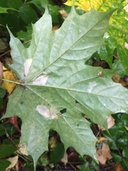 Phyllonorycter joannisi