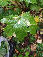 Phyllonorycter joannisi