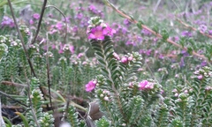 Thryptomene baeckeacea
