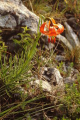 Lilium pomponium