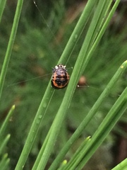 Harmonia axyridis