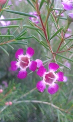 Chamelaucium uncinatum