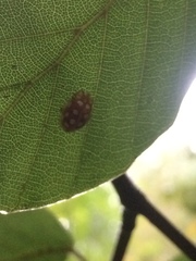 Halyzia sedecimguttata