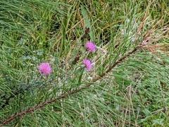 Cirsium virginianum