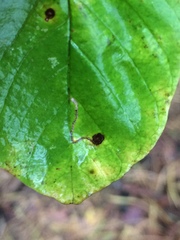 Bucculatrix frangutella