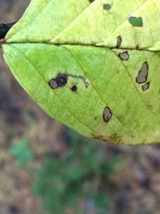 Bucculatrix frangutella