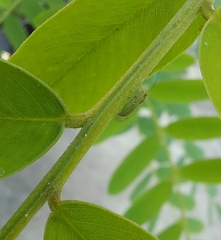 Platycorypha nigrivirga