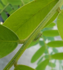 Platycorypha nigrivirga