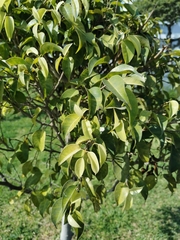 Ficus benjamina