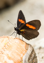 Castilia castilla