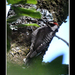Strickland's Woodpecker - Photo (c) Francisco Caloca, some rights reserved (CC BY-NC), uploaded by Francisco Caloca