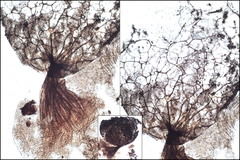 Cribraria argillacea