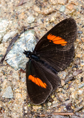 Castilia castilla