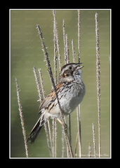 Xenospiza baileyi