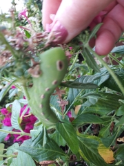 Xylophanes tersa