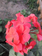 Pelargonium × hybridum
