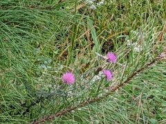 Cirsium virginianum
