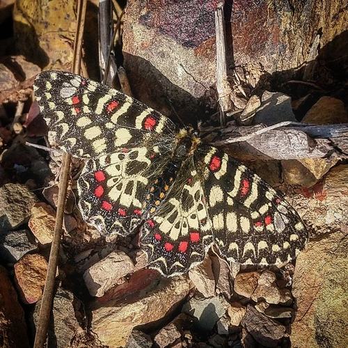 Spanish Festoon