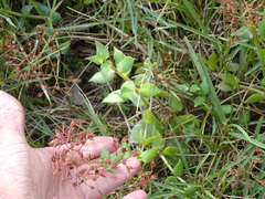 Crassula sarmentosa