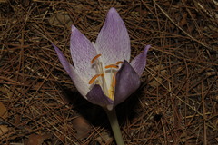 Colchicum bivonae