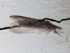 Acanthaclisini