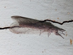 Acanthaclisini