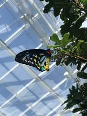 Ornithoptera