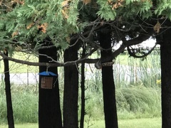 Melanerpes carolinus