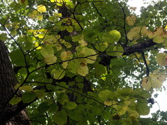 Tilia americana americana